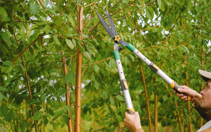 Tree trimming in Keeseville, NY